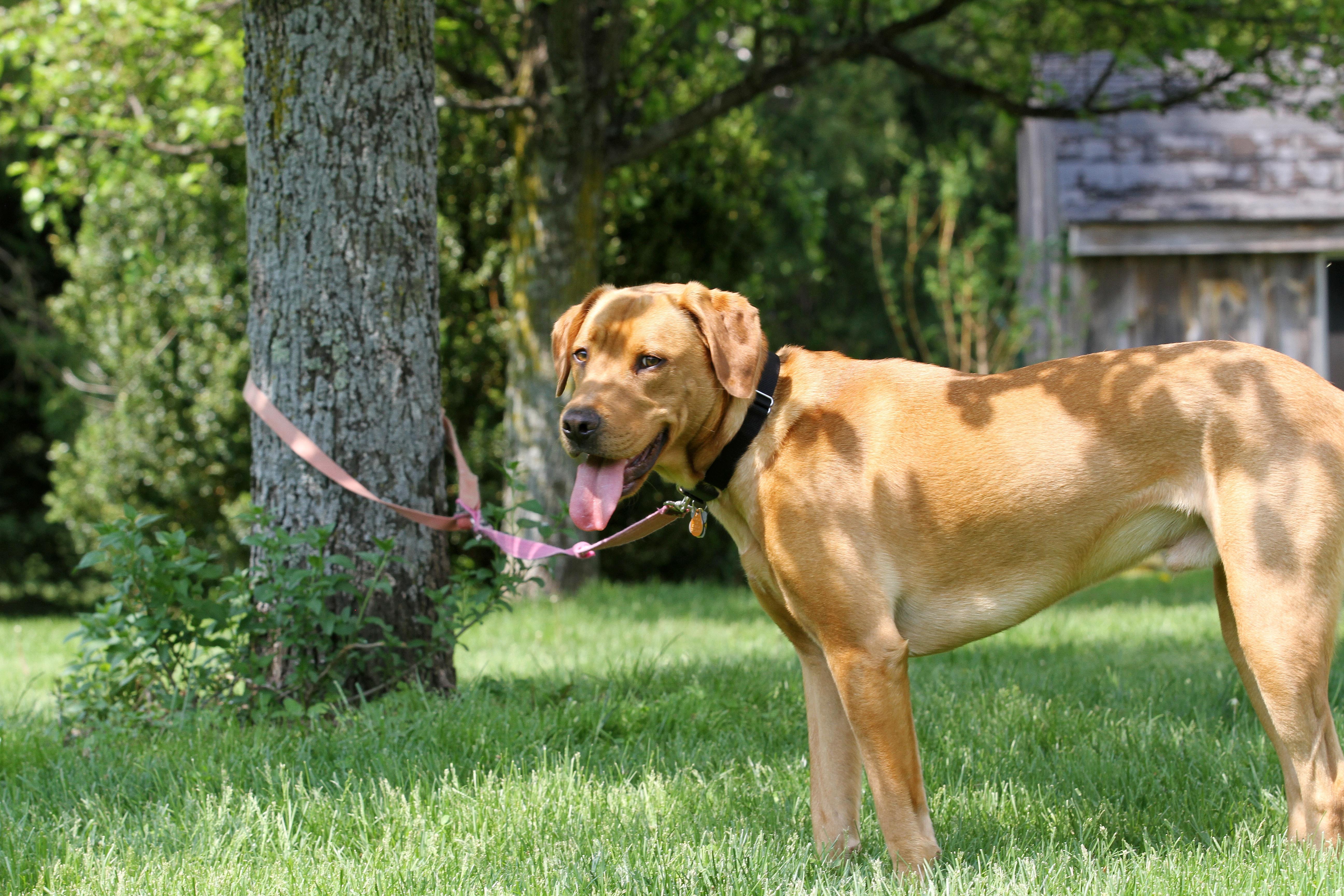 dog tethers for yards